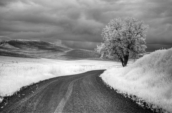 Eggers, Terry 아티스트의 USA-Infrared Palouse fields-Backroad and Tree작품입니다.